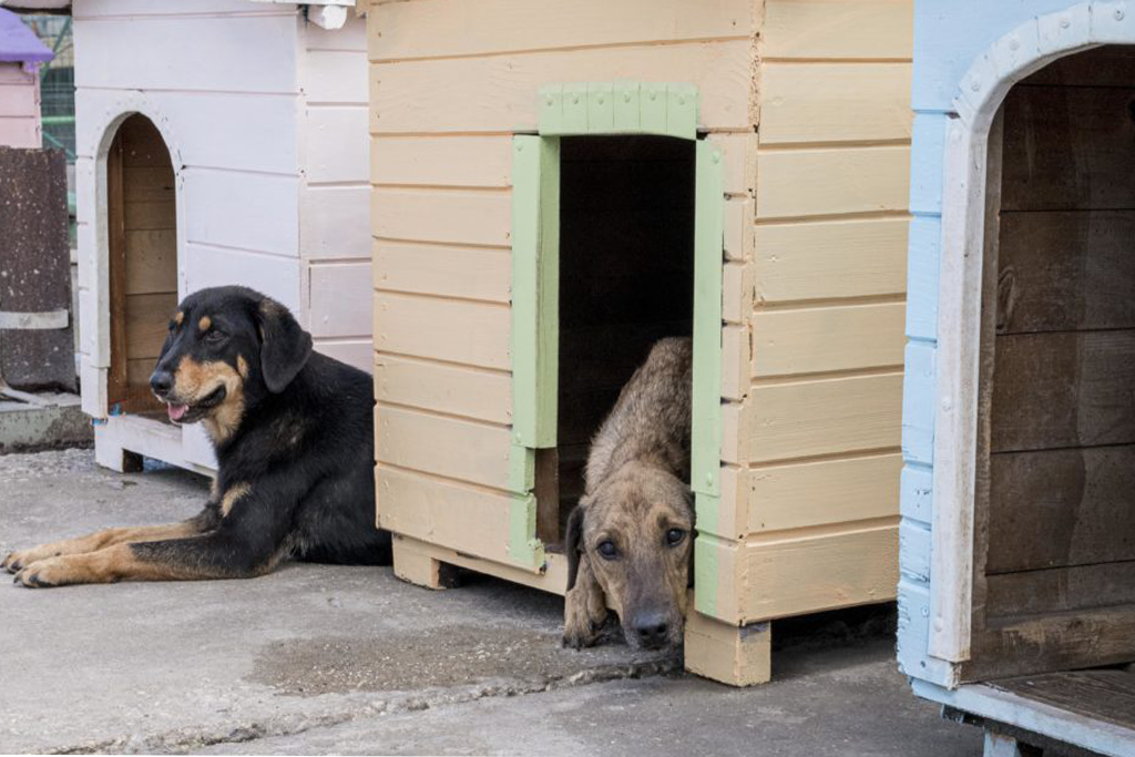 領養代替購買，收養流浪動物，給牠們一個家