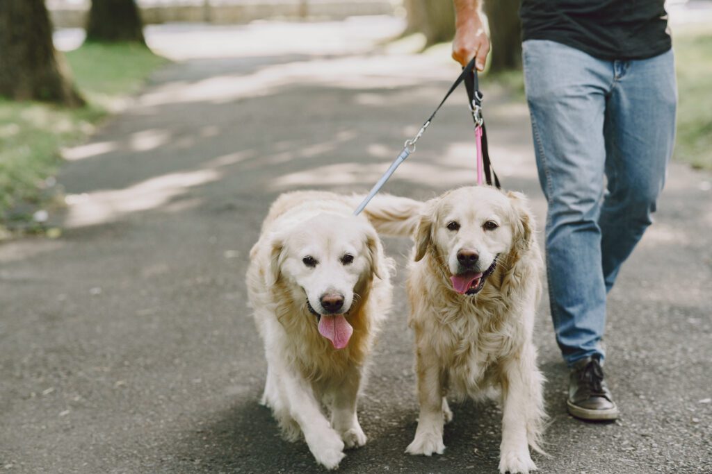 心輔犬、心靈教育犬 - 浪愛存在 浪牠勇敢愛 心輔犬、心靈教育犬