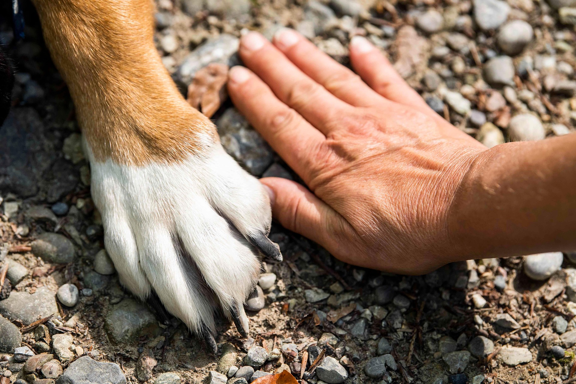 監獄犬與受刑人之間的連結 - 浪愛存在 浪牠勇敢愛 狗的前腳與人的手掌貼在地上,象徵陪伴與信任