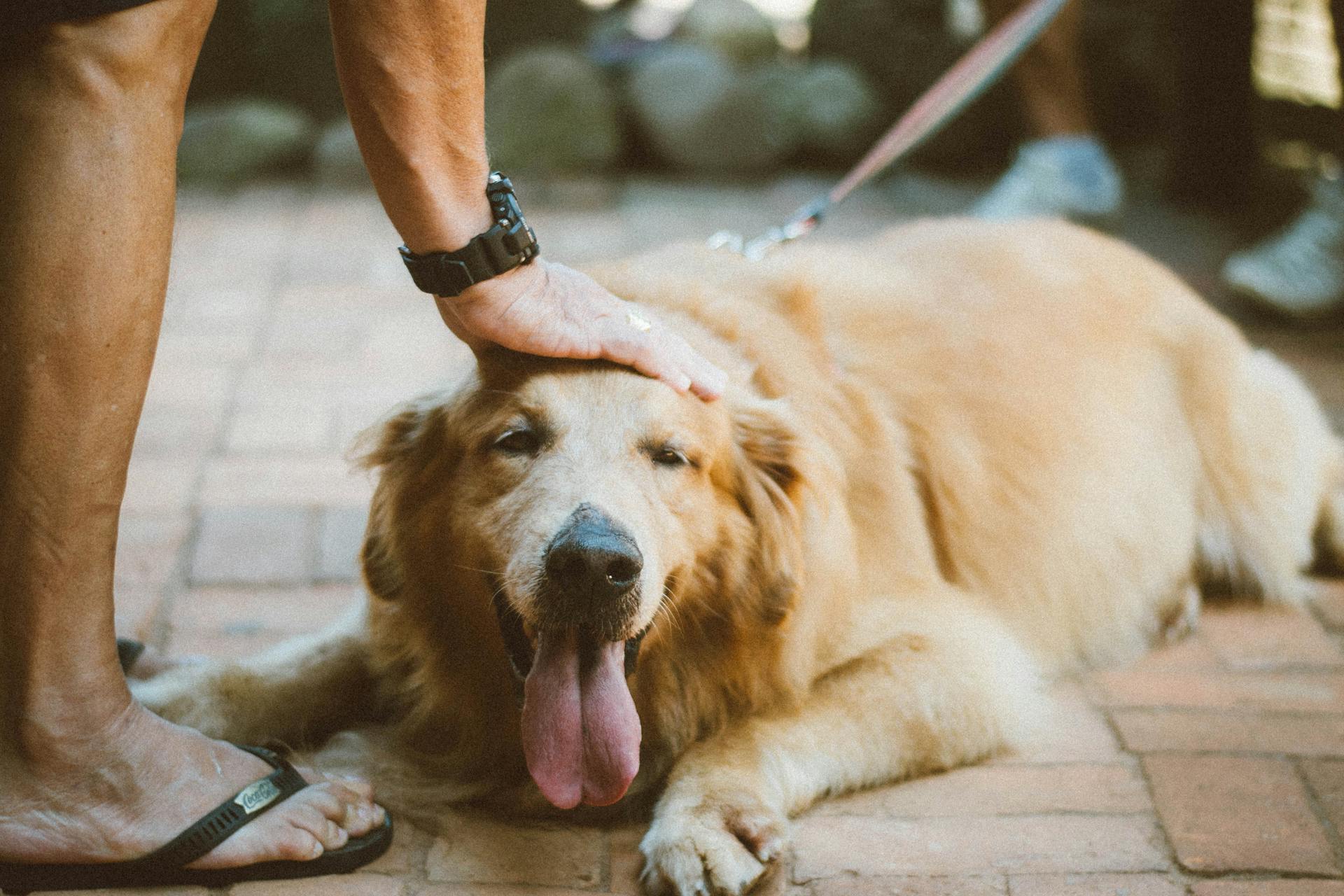 為什麼選擇領養成犬成熟毛孩的魅力與挑戰你準備好了嗎
