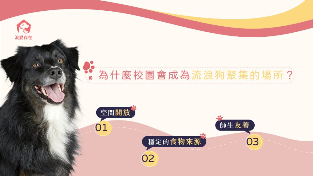 校園流浪狗 - 浪愛存在 浪牠勇敢愛 校園爲什麽會成爲流浪狗的聚集場所?