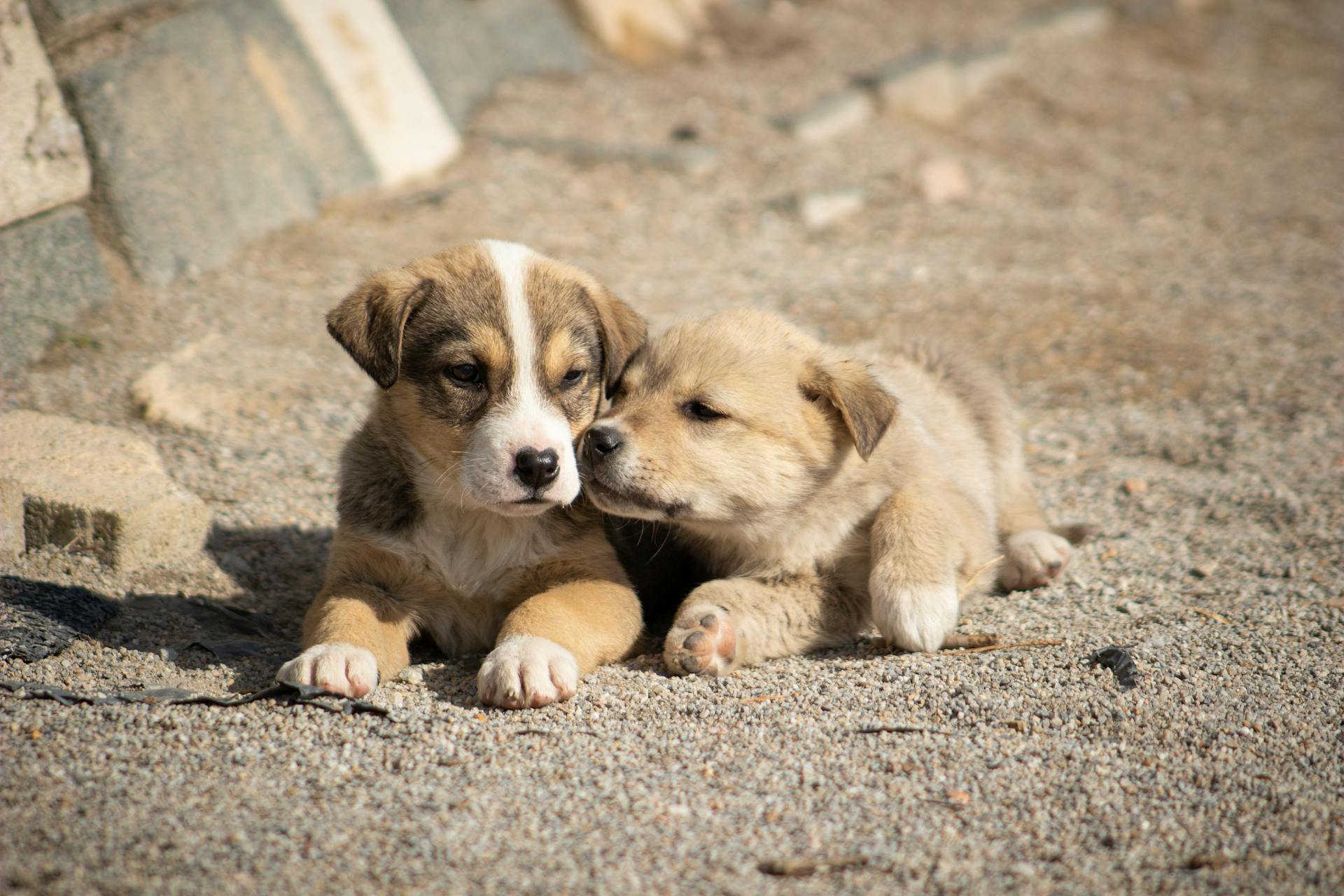 什麽是游蕩犬？｜從社區管理到人犬安全，一篇讀懂友善治理