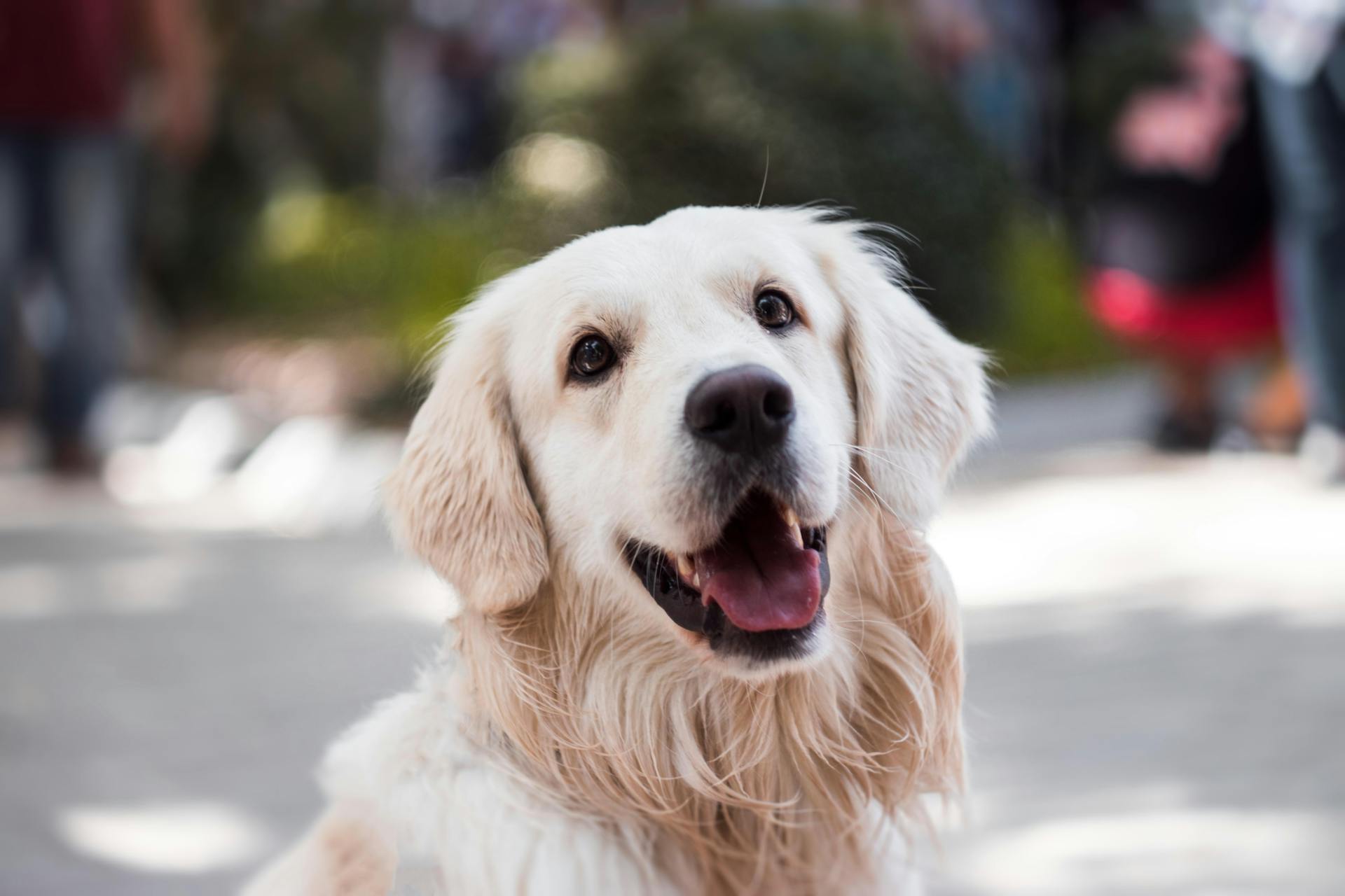 治療犬如何改變人與社區？用科學證據與真實行動，讓溫柔有據可依