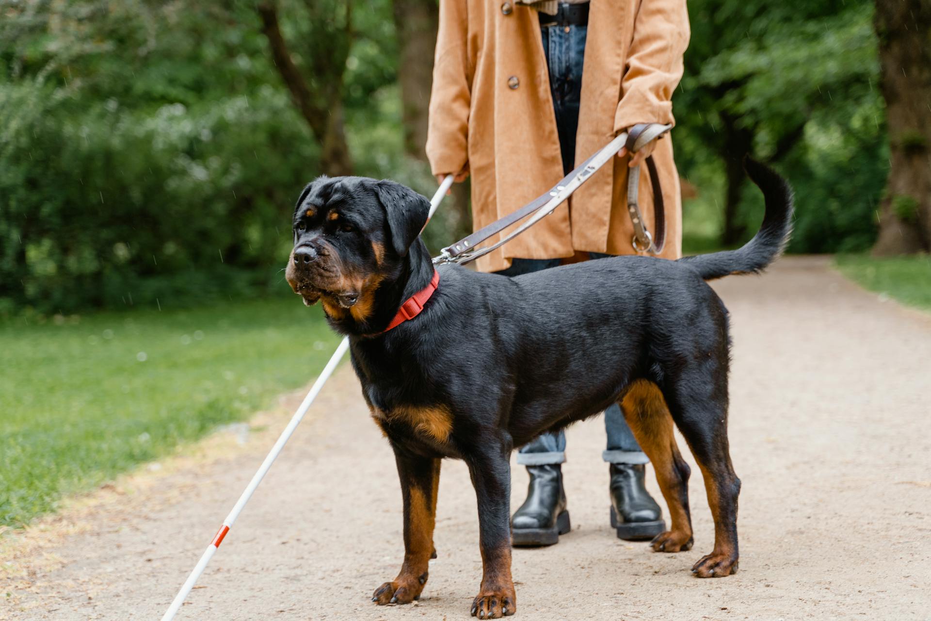 一隻導盲犬帶著人在公園裏散步
